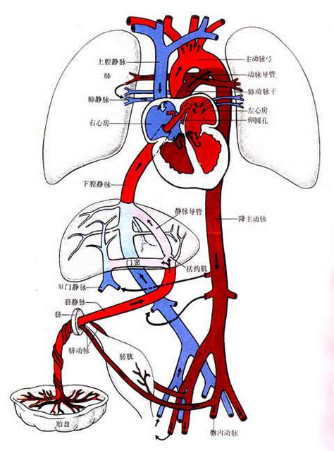 臍靜脈 充氧血|胚胎學/胎兒血液循環和出生後血液循環的變化